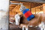 Czochradło automatyczne HAPPYCOW