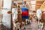 Czochradło automatyczne HAPPYCOW