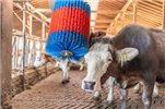 Czochradło automatyczne HAPPYCOW