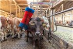 Czochradło HAPPYCOW Maxi, Kerbl