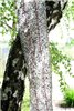 Lep na muchy w rolce Eco, 25 cm x 10 m, Kerbl