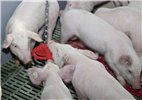 Antystresowe kółko do gryzienia na łańcuchu dla trzody