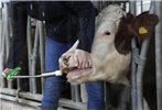 Bolus dla krów z problemami w rozrodzie, Fertilgol, 8 x 95 g, Agrochemica