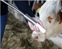 Bolus dla krów z problemami w rozrodzie, Fertilgol, 8 x 95 g, Agrochemica