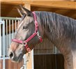 Kantar dla konia Mustang, czerwony/czarny, rozm. Full, Covalliero