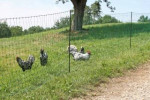 Siatka elektryczna dla drobiu, 50 m, 106 cm, podw. szpic, zielony, Kerbl