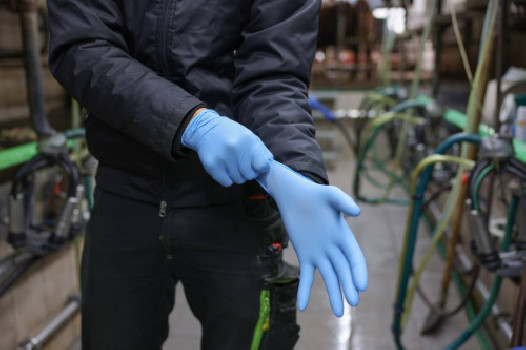 Rękawice nitrylowe Nitrile PremiumPlus, niebieski, 50 szt., Kerbl