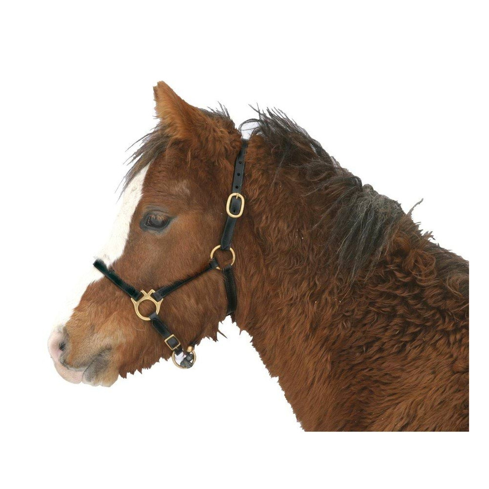 Kantar dla konia Eco, skórzany, brązowy, roz. Foal, Covalliero