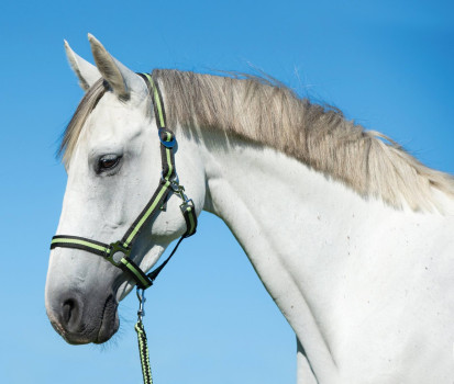 Uwiąz dla konia Hippo, zwykły karabińczyk, antracyt/jasnozielony, 200 cm, Covalliero