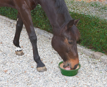 Lizawka dla konia Delizia Bronchial, miska, 6 kg, Kerbl