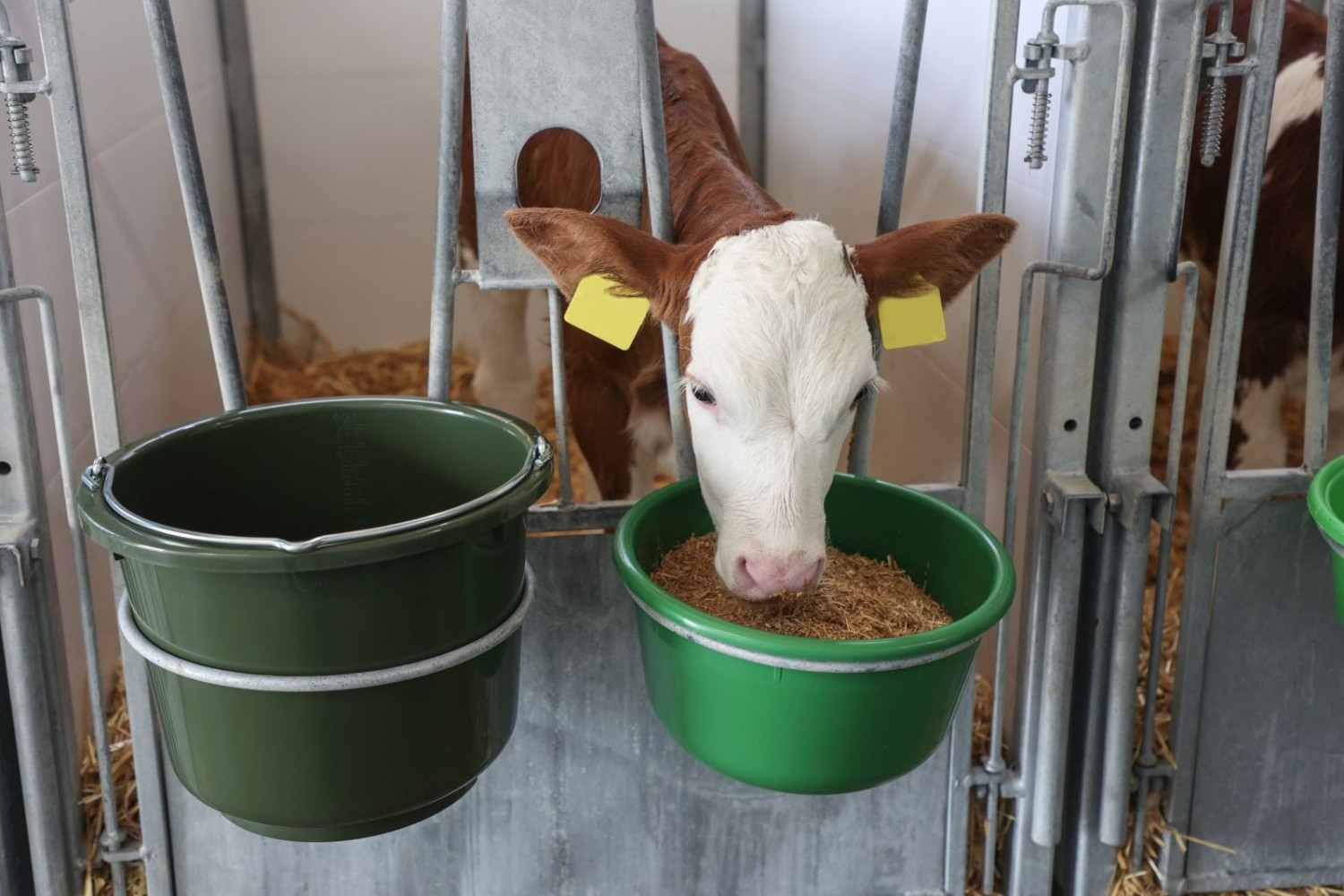 Miska do karmienia cieląt, oliwka, 8 l, Kerbl