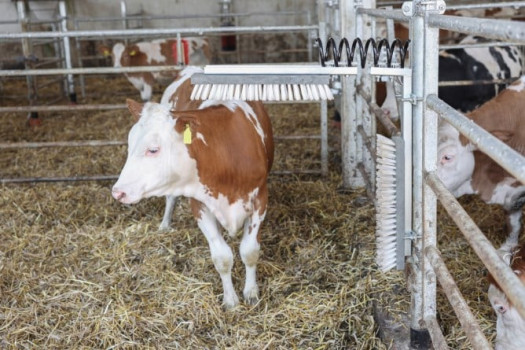 Czochradło dla bydła Texas, szczotki z grzbietem drewnianym, 50 x 10 cm, Kerbl