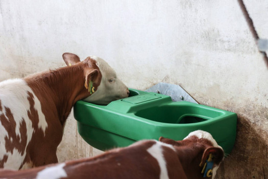 Poidło dla bydła S60, podwójne, 58 l, montaż ścienny/rurkowy, tworzywo sztuczne, Kerbl