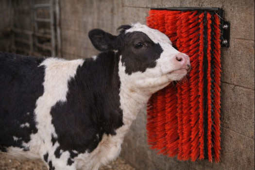 Czochradło, Elastyczna szczotka do drapania dla bydła, 30cm x 43 cm