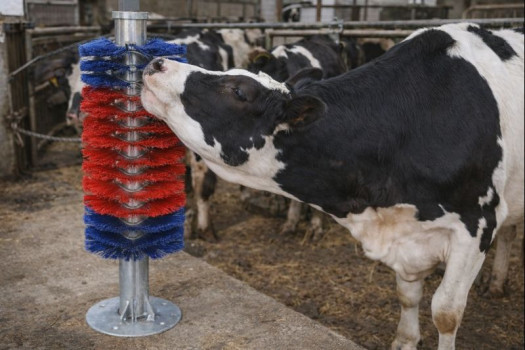 Czochradło dla bydła i koni, MAXI, montaż podłogowy, Kerbl - 163 cm