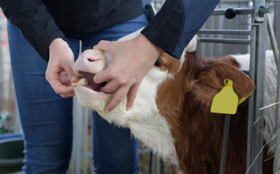 Bufferlyt bolus dla cieląt – elektrolity i bufory 15x13g