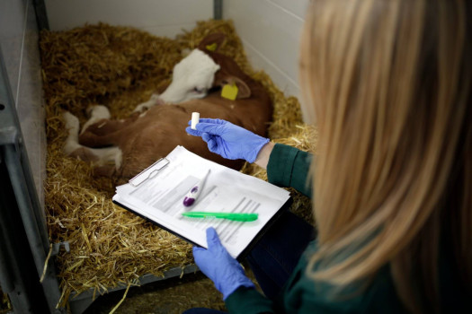 Bufferlyt bolus dla cieląt – elektrolity i bufory 15x13g