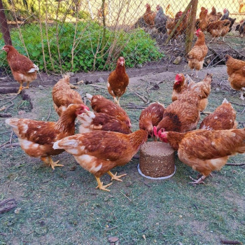 PECKIT Dziobak dla kur 4 kg  Naturalny kamień z minerałami i wapniem dla niosek, brojlerów i bażantów