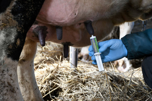 DuoMast C bezkarencyjny preparat na mastitis