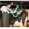 Podnośnik urządzenie do podnoszenia krów 1500kg KERBL