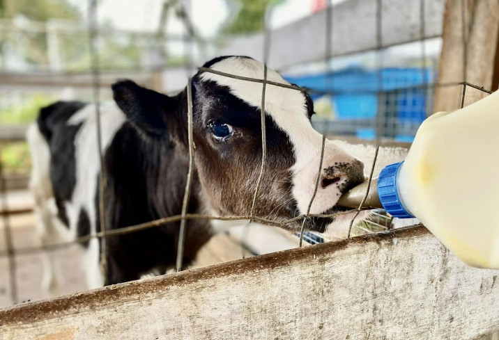 Butelki do pojenia cieląt – klucz do zdrowia bydła